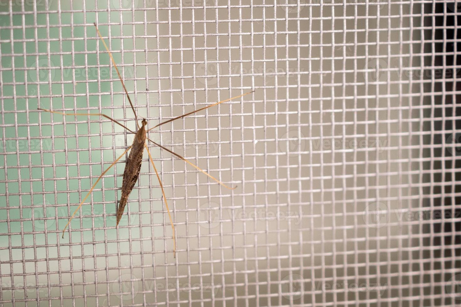 mosquito net wire screen on house window protection against insect photo
