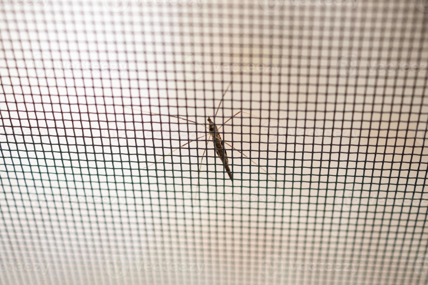 mosquito net wire screen on house window protection against insect photo