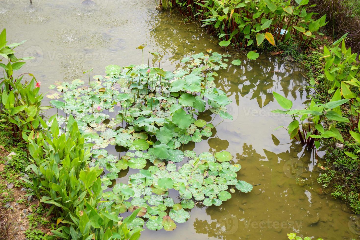 lirio de agua o flor de loto en el estanque del jardín foto