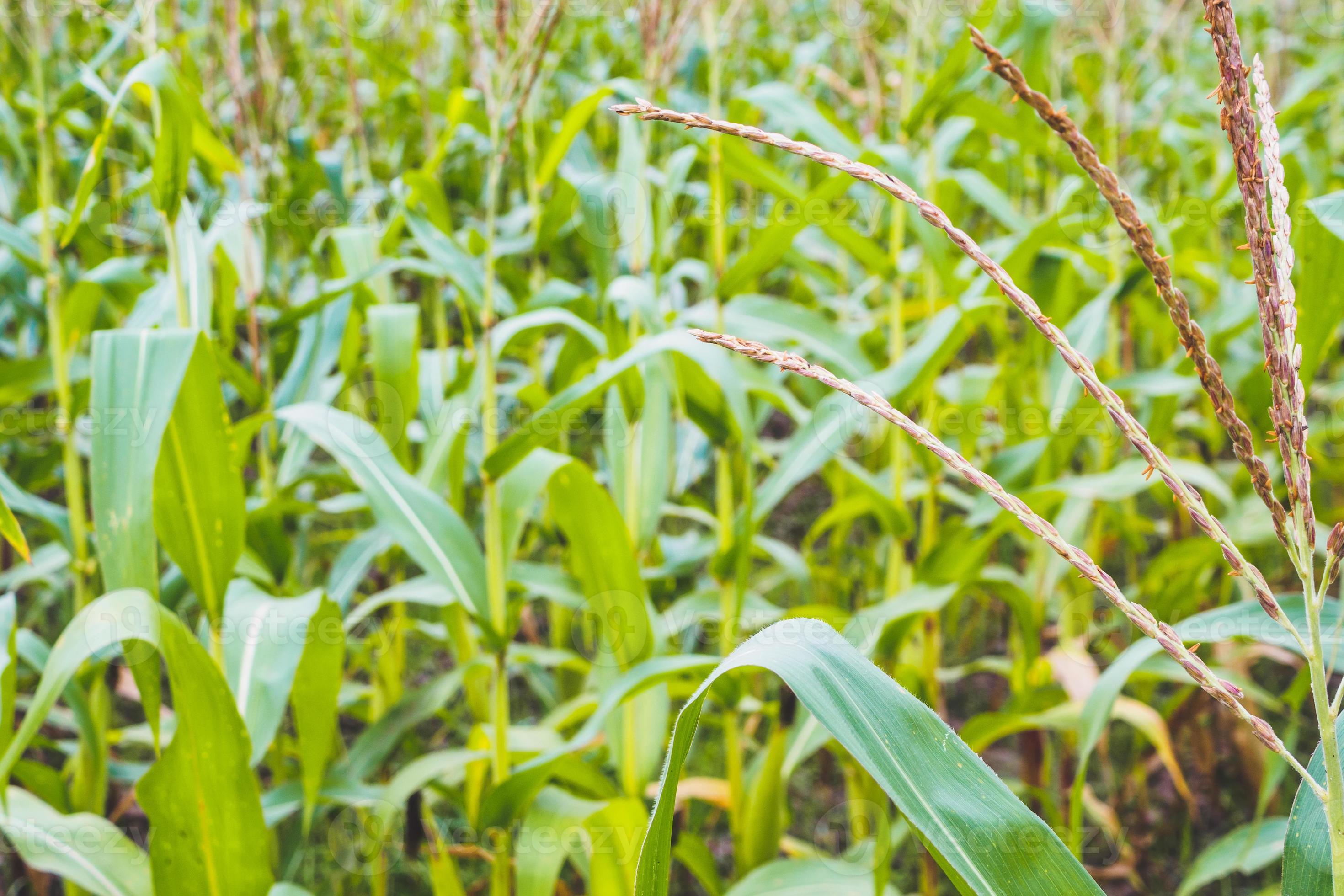 Corn plant with green leaves growth in agriculture field outdoor