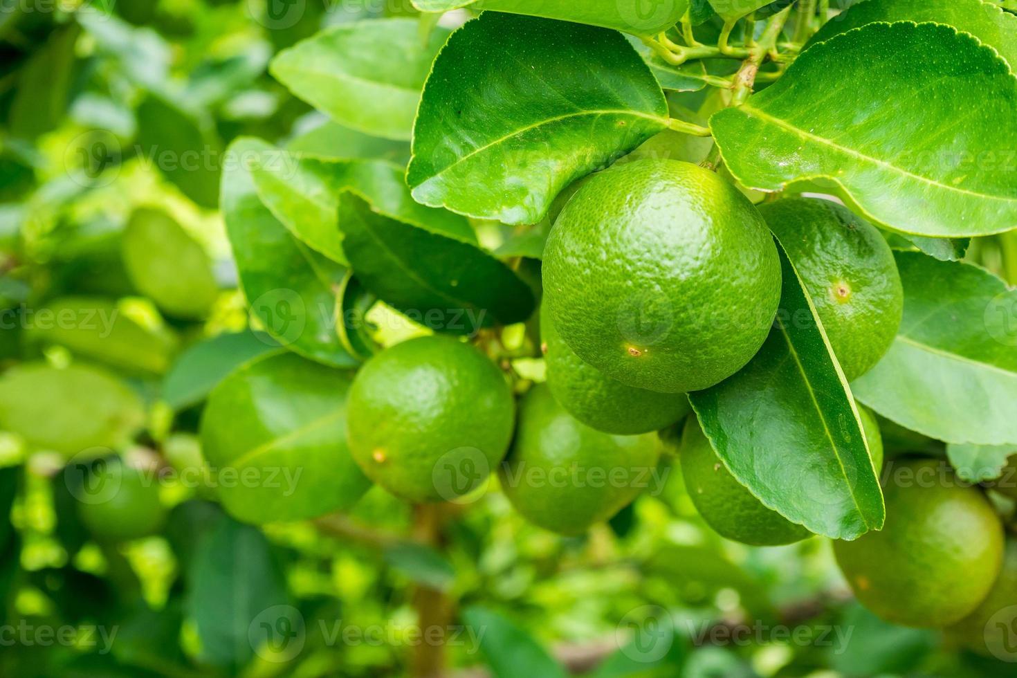 Fresh green lemon limes on tree in organic garden photo