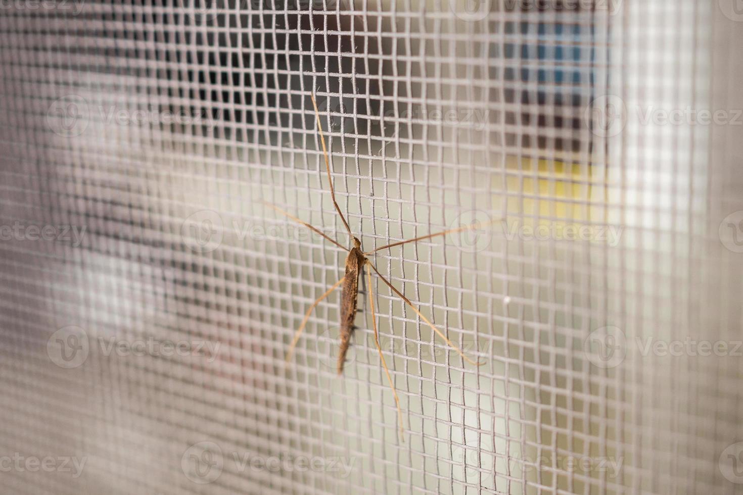 mosquito net wire screen on house window protection against insect photo