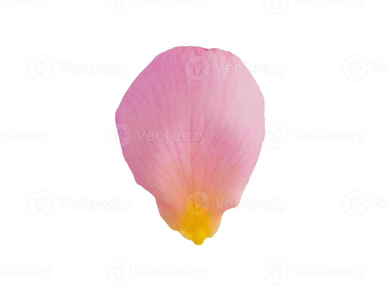 Pink rose petals isolated on white background with clipping path photo