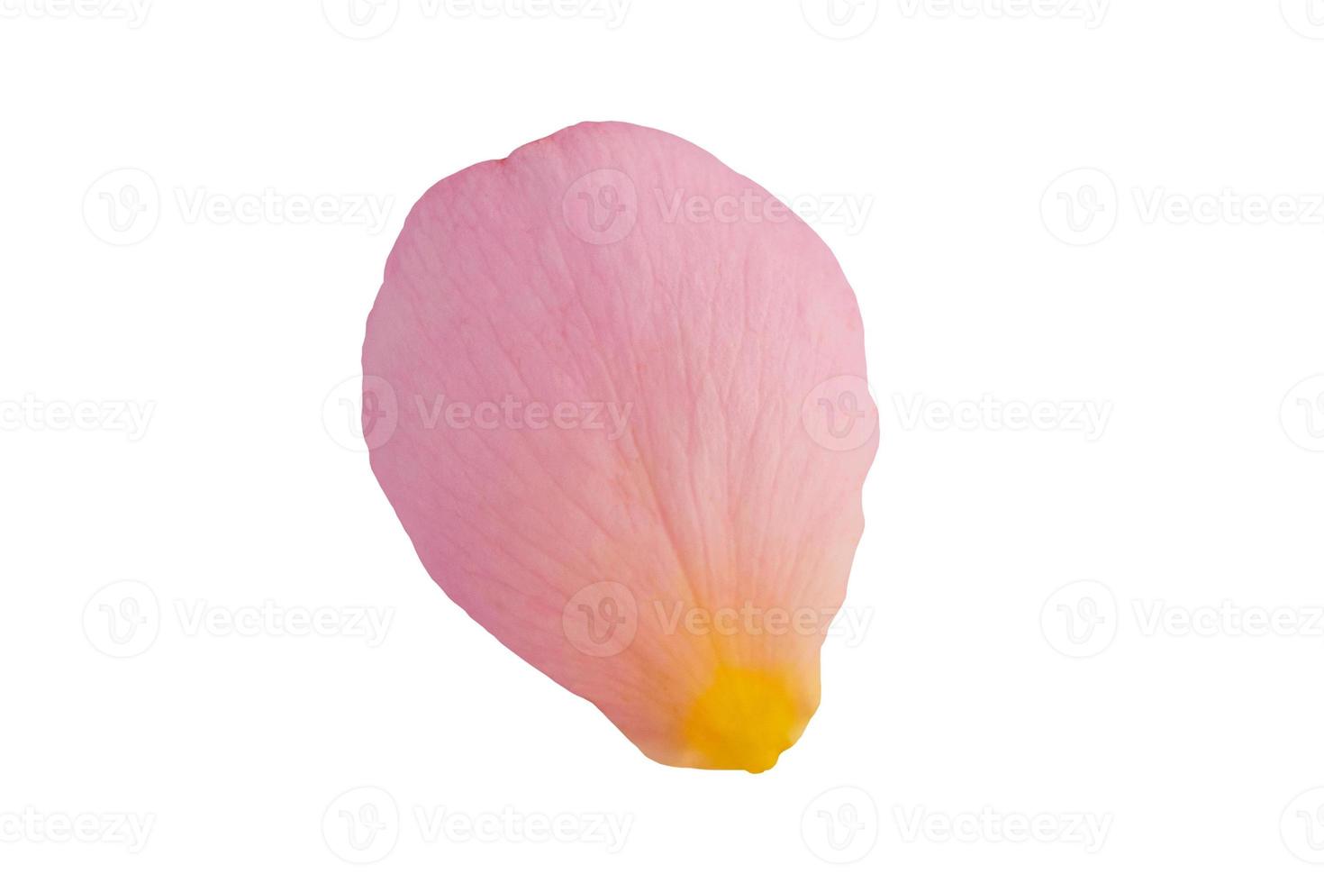 Pink rose petals isolated on white background with clipping path photo