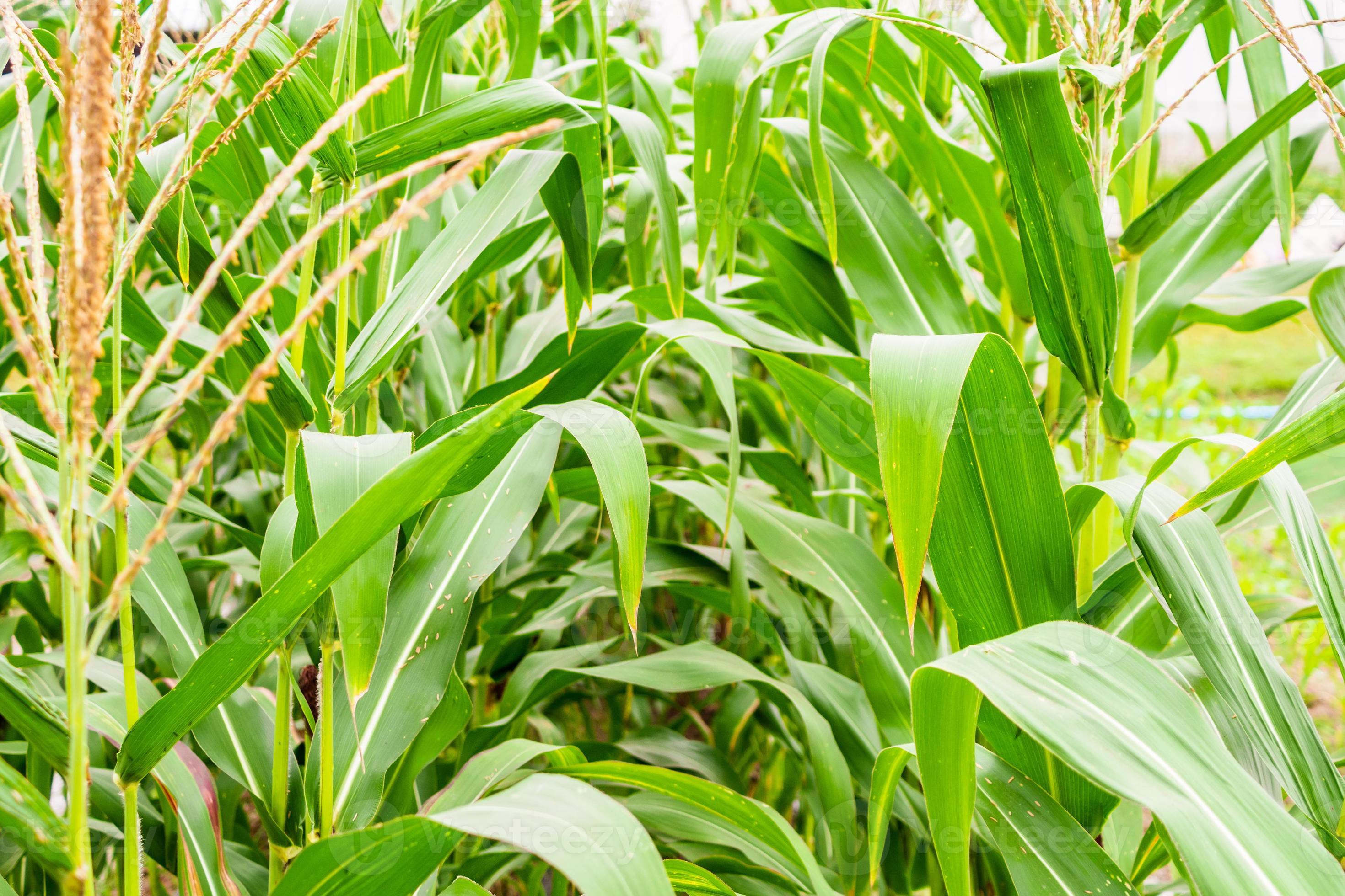 Corn plant with green leaves growth in agriculture field outdoor