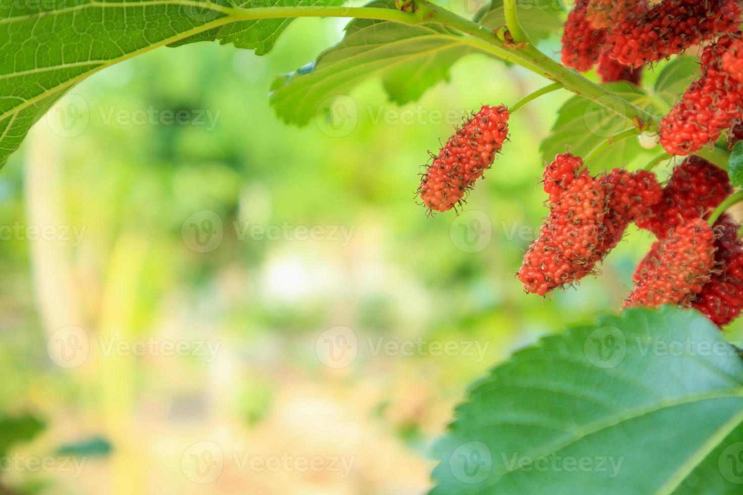 Fresh red mulberry fruits on tree branch photo