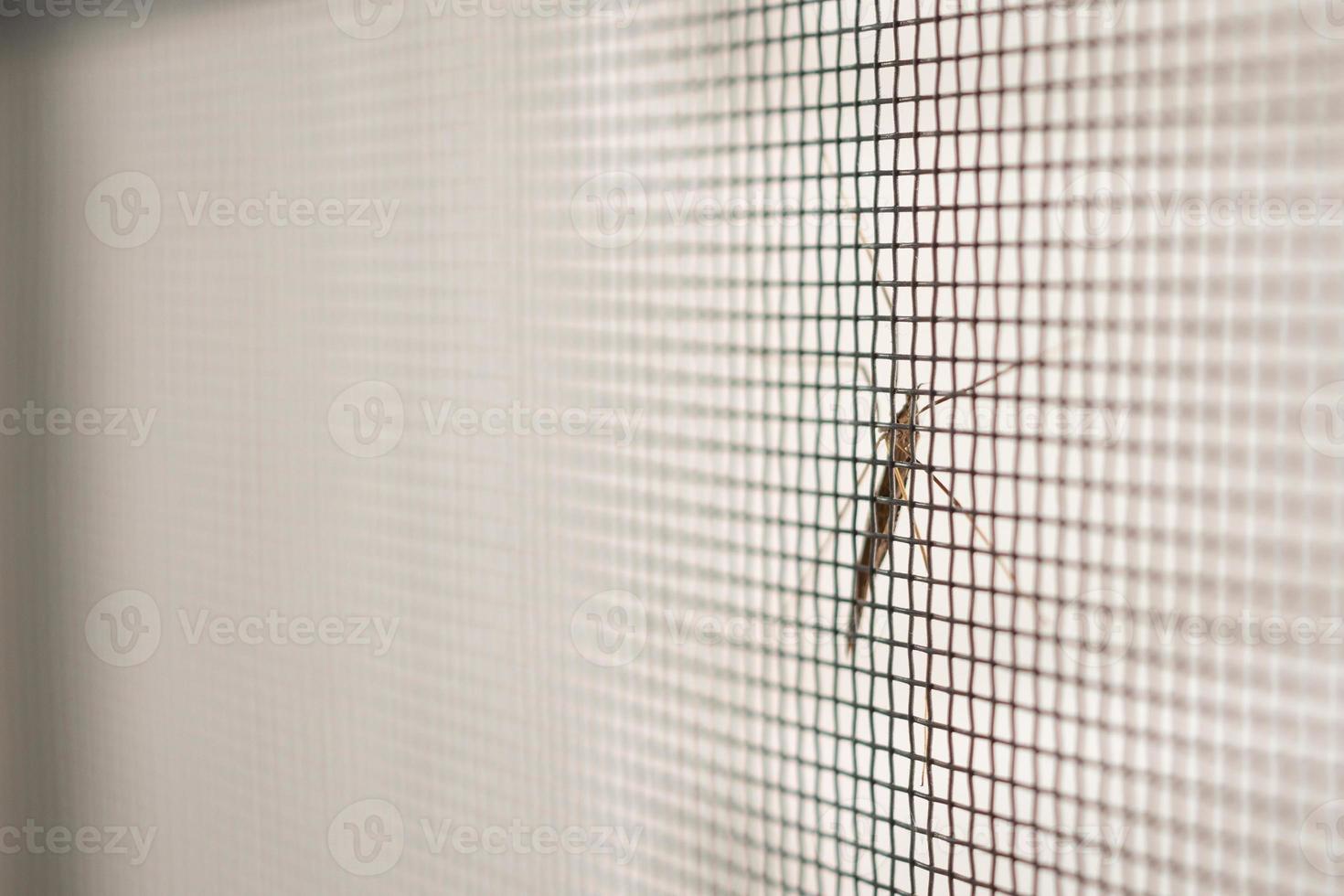 mosquito net wire screen on house window protection against insect photo