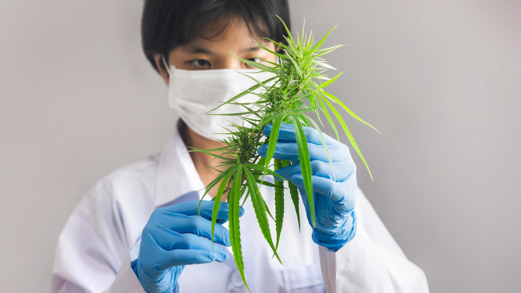 retrato de científico revisando plantas de cannabis. investigación de marihuana, aceite de cbd, concepto de medicina herbaria alternativa foto