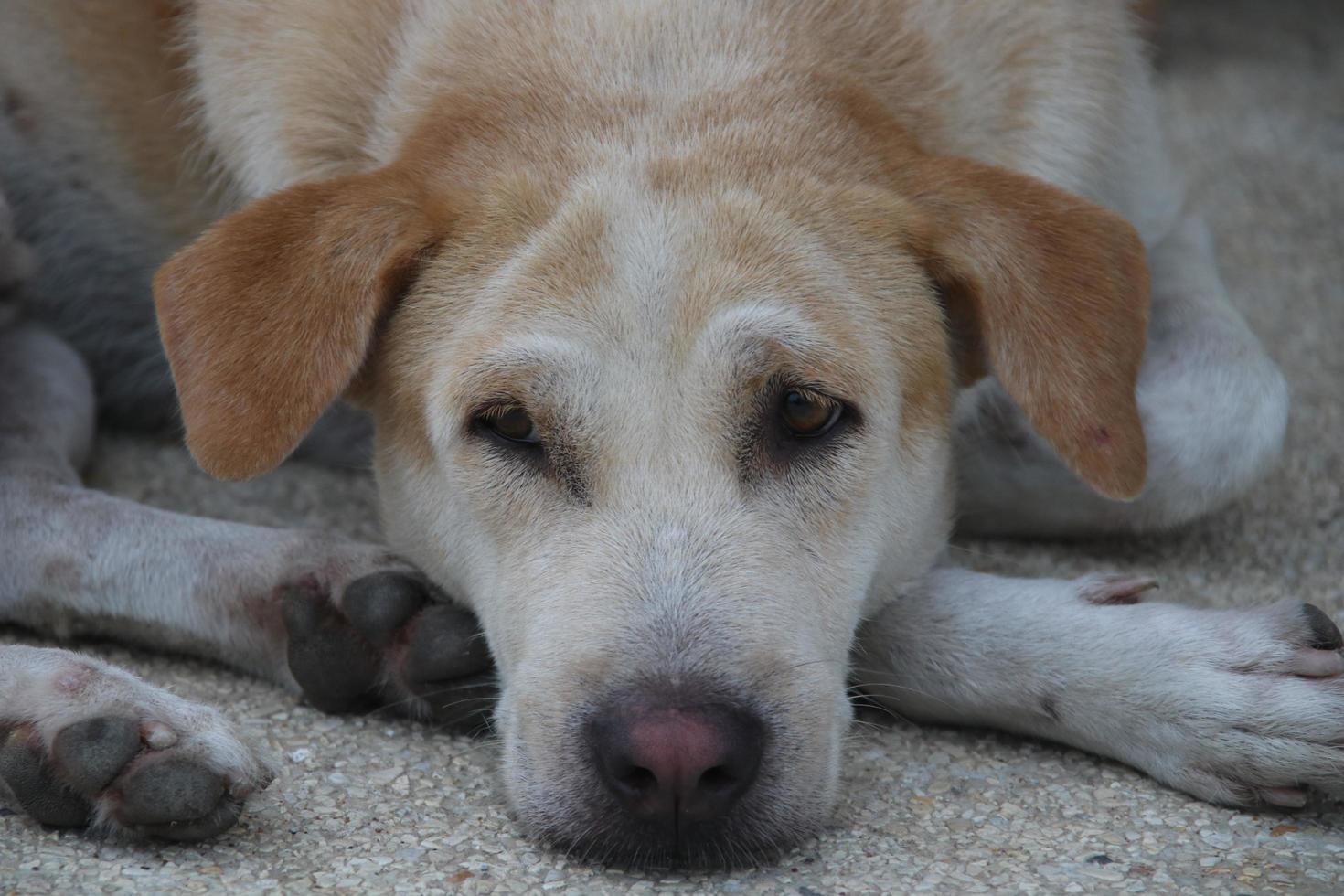 la cara del perro marrón claro tailandés está tumbada en el suelo. la cara está aburrida y triste. foto