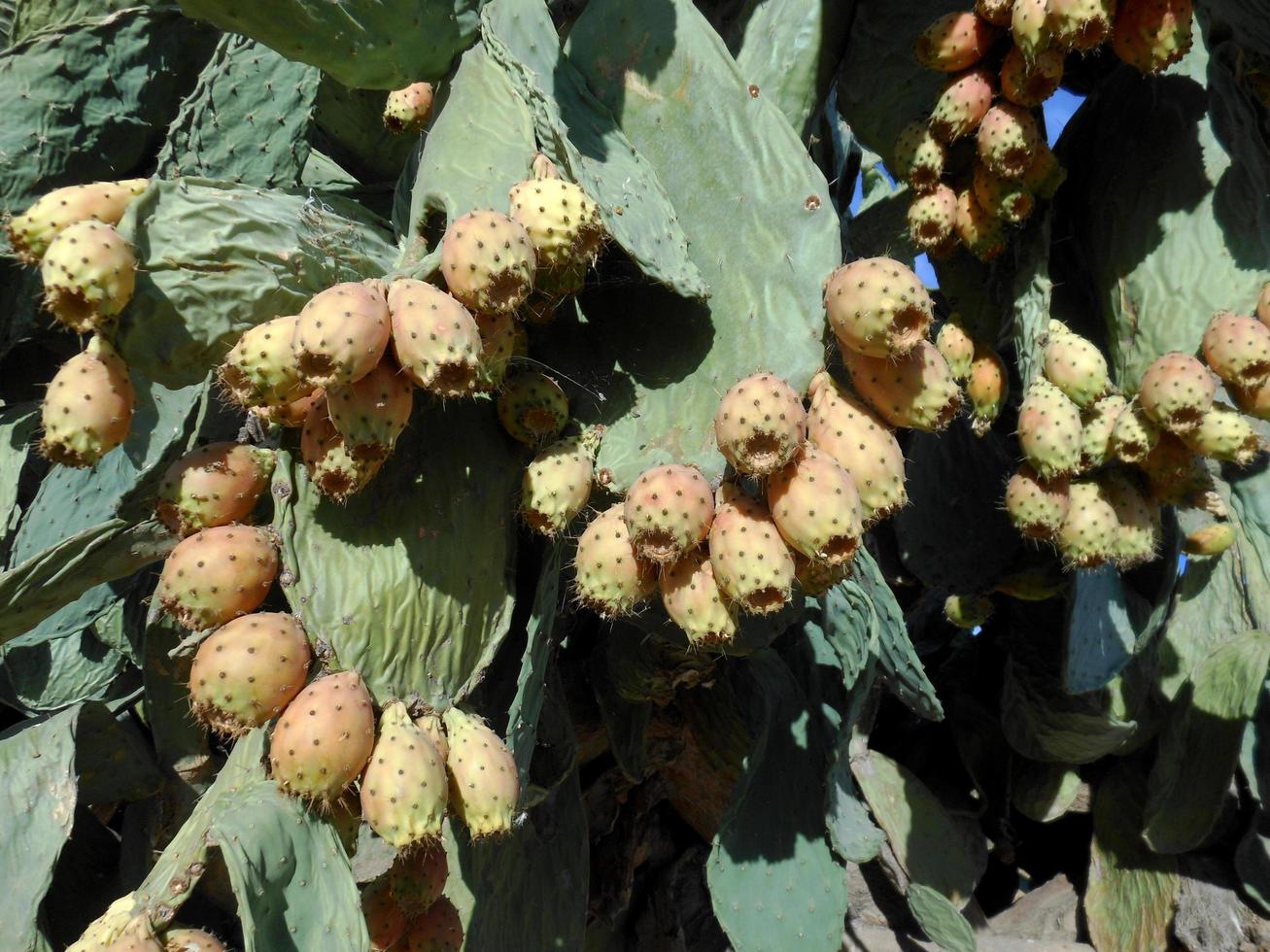 Prickly pears in the prickly pear photo