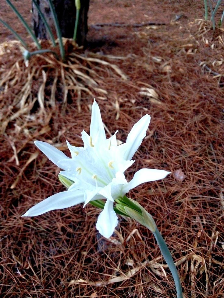 Pancratium maritimum or sea lily photo