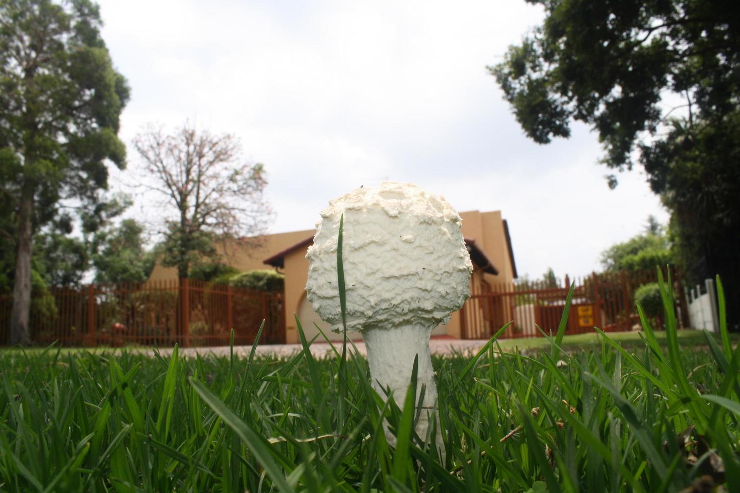 Mushrooms in grass photo