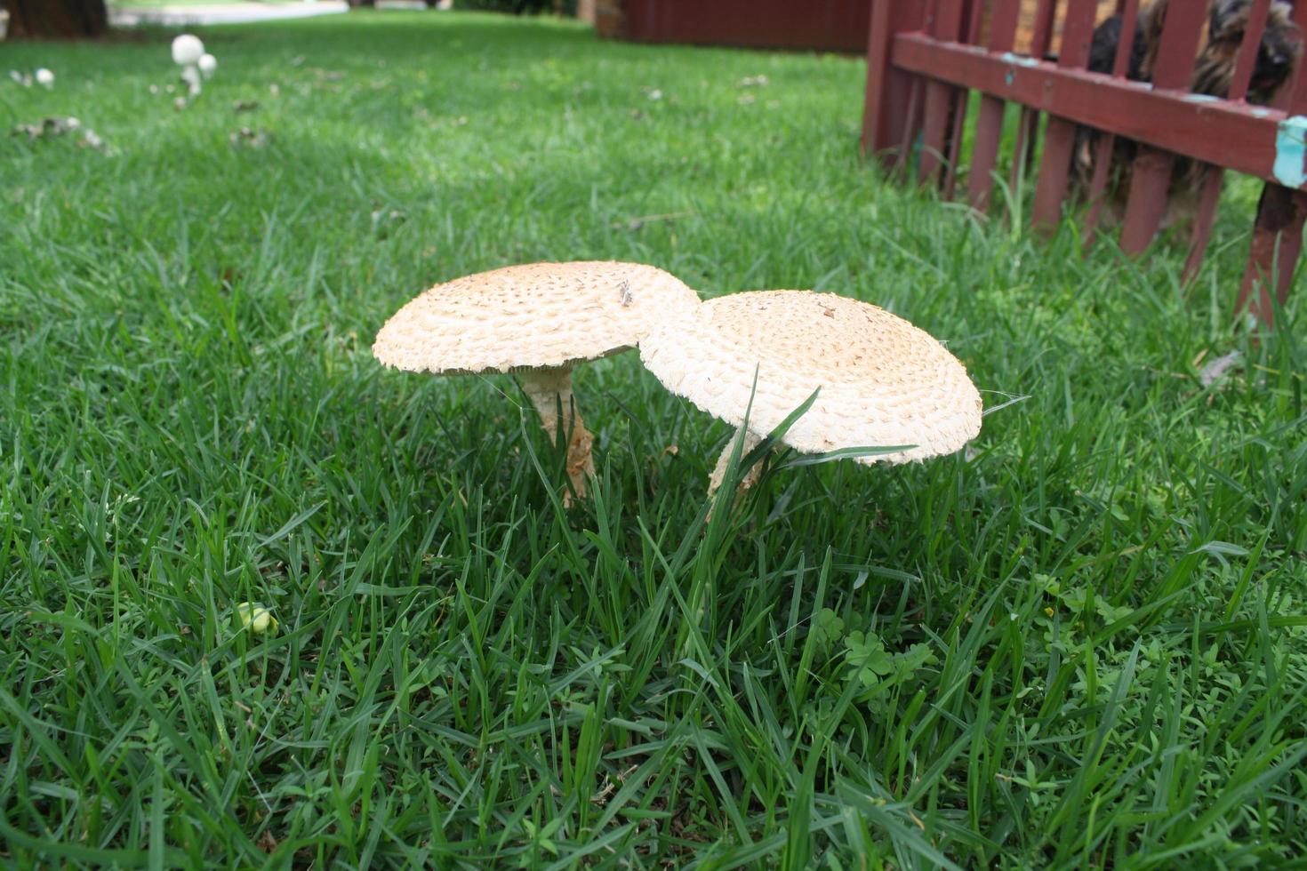 Mushrooms in grass photo
