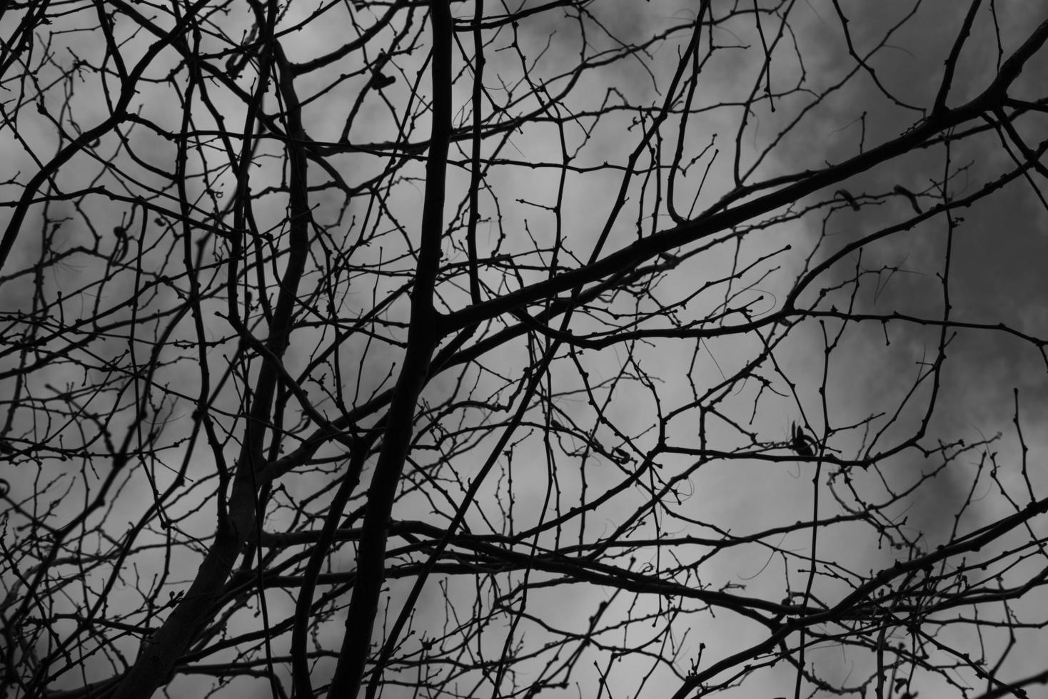 The pattern of Tree branches close up in black and white color. photo