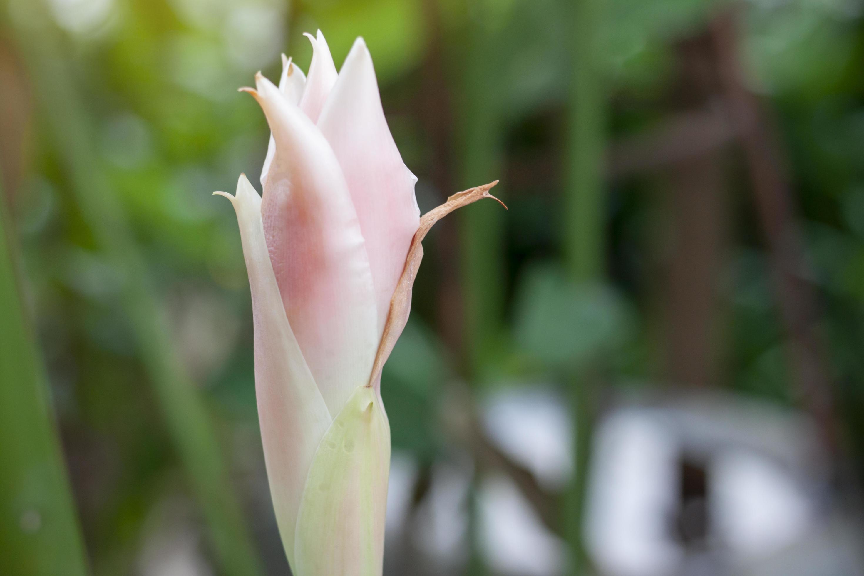 Pink Torch Ginger flower bud in the garden on blur nature background