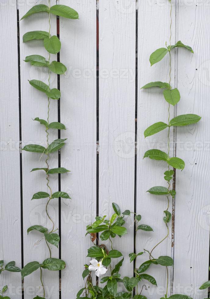 Beauty white flower in ivy vine with green color leaves. flora  creeper plant climbing on white wood plank in botany garden photo