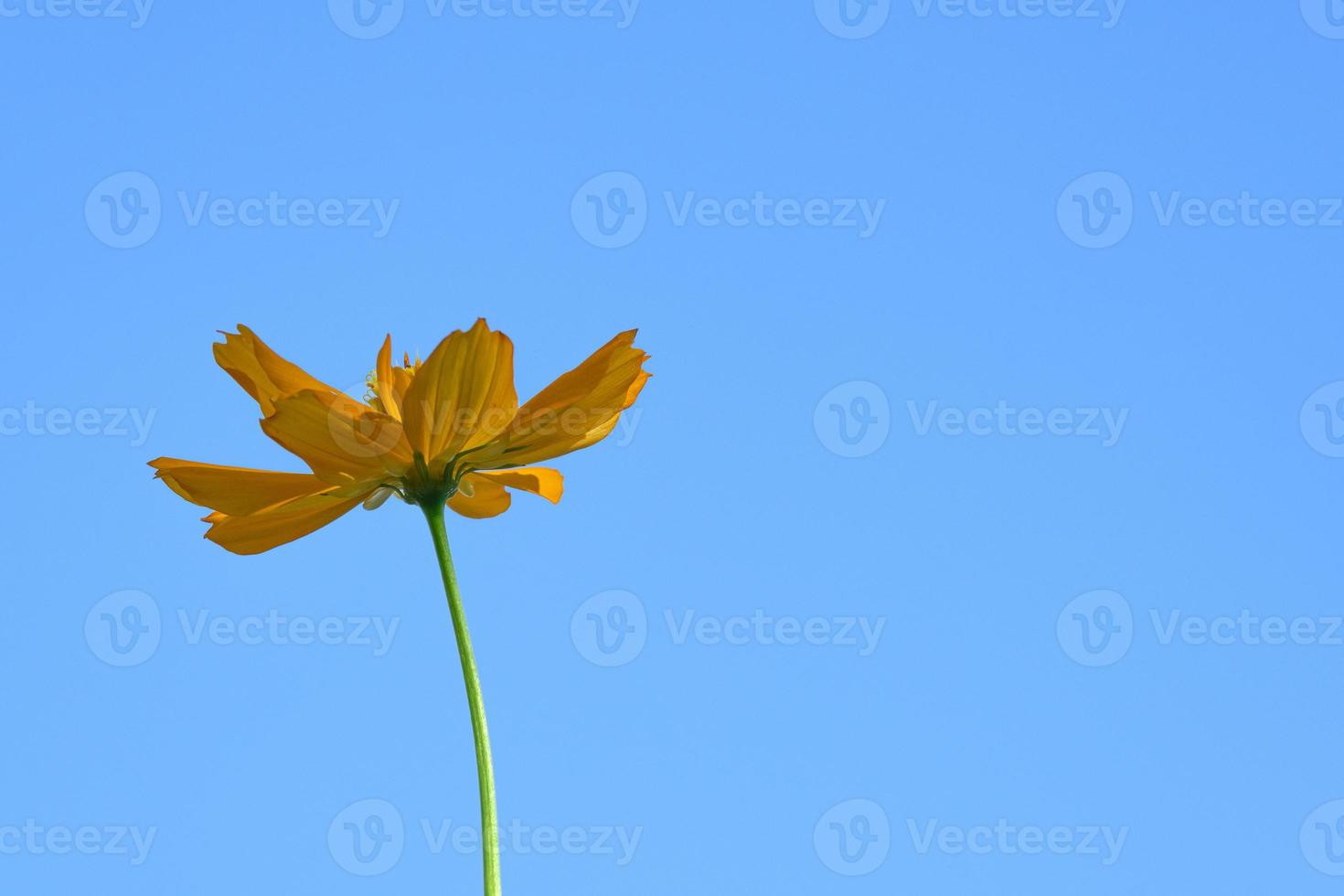 fresh orange cosmos flower tree blooming bottom view with copy space. Isolated on blue sky background in summer day. photo