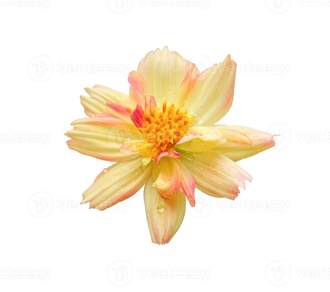 fresh two tone yellow orange cosmos flower blooming top view center. Isolated on white background with clipping path. photo