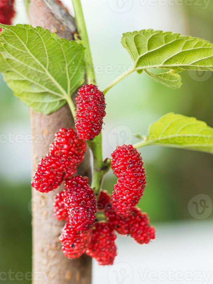 Mulberry on tree is Berry fruit in nature photo