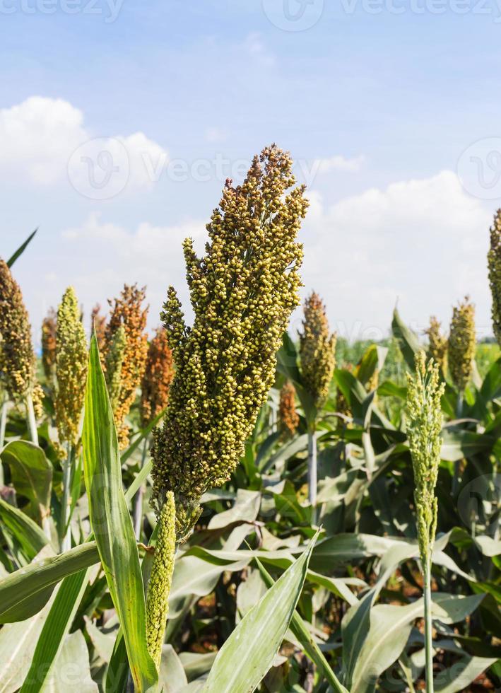 Sorghum field agent blue sky photo