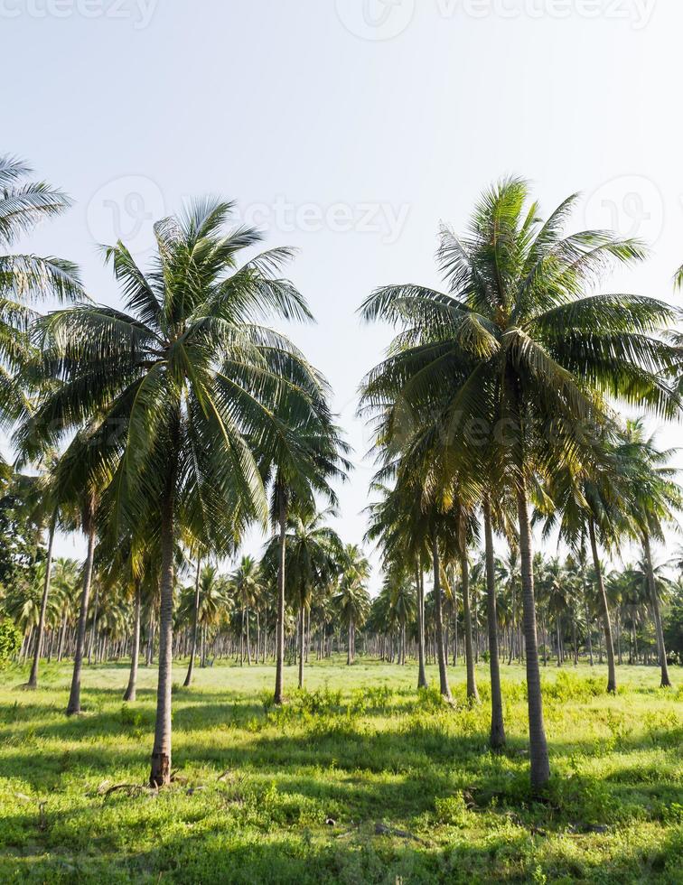 Coconut plantation close up photo