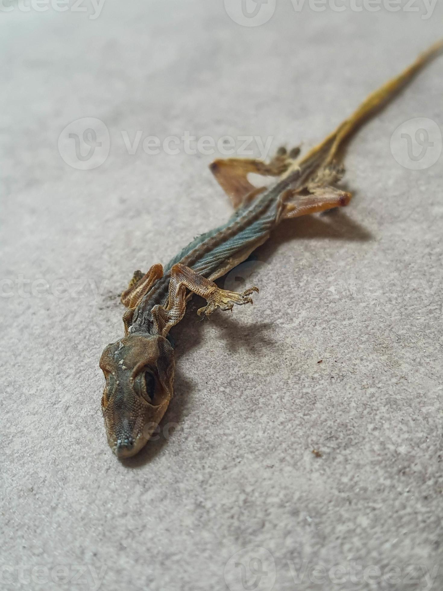 Close up photo isolated of a long dead lizard that is starting to dry