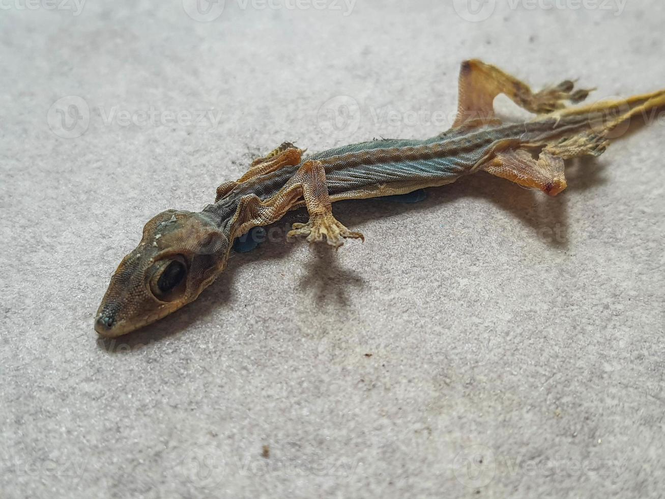 Close up photo isolated of a long dead lizard that is starting to dry out. You can see the bones and details of the body,