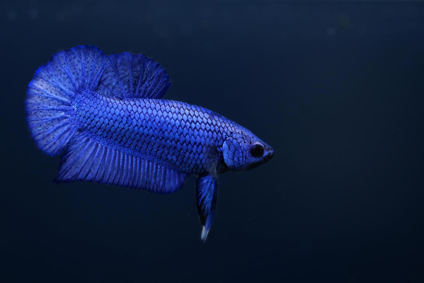 Rhythmic of super blue Betta fish with dark blue background. Solid