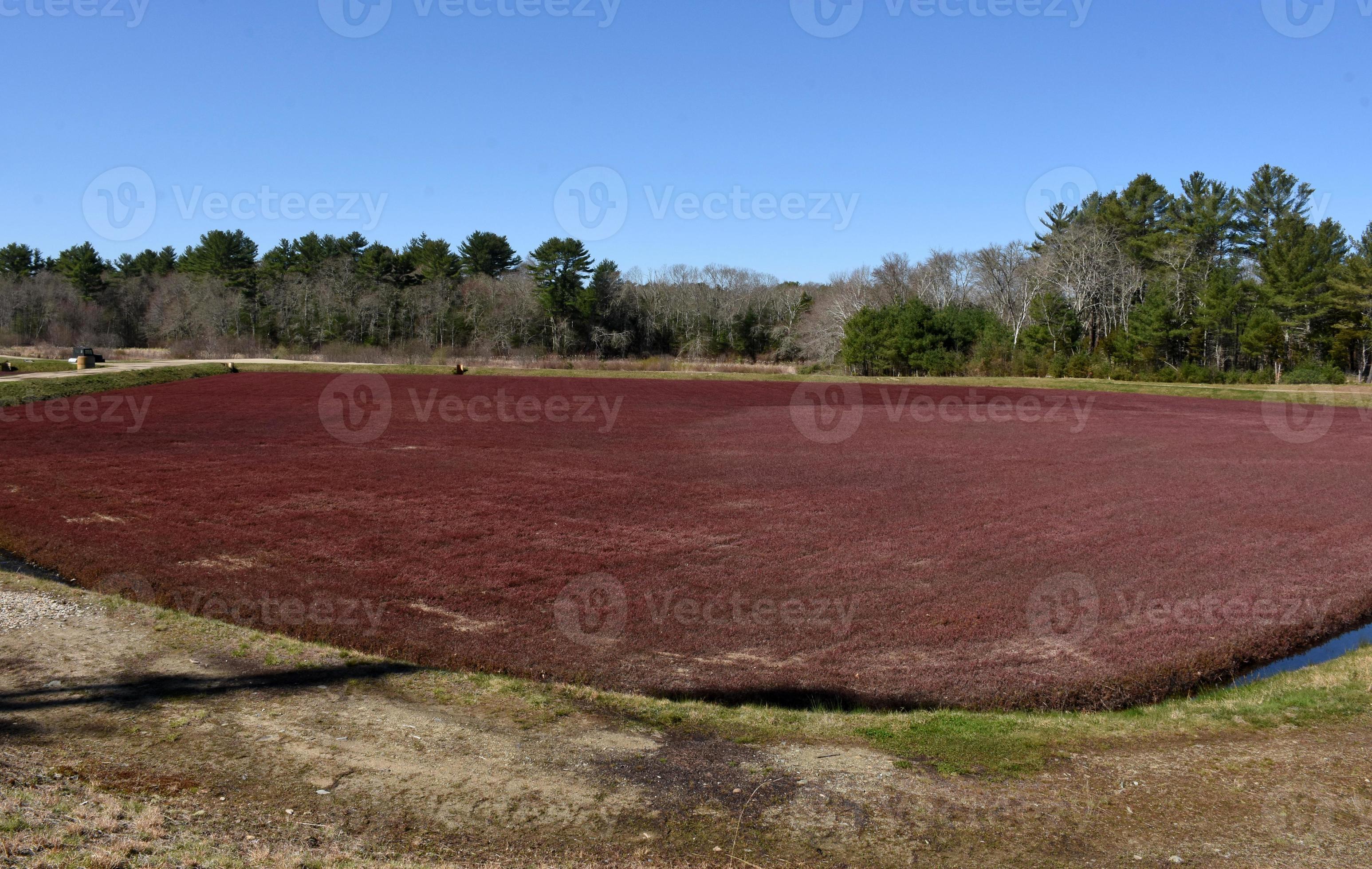 Stunning Red Cranberry Bog Landscape 12605008 Stock Photo at Vecteezy