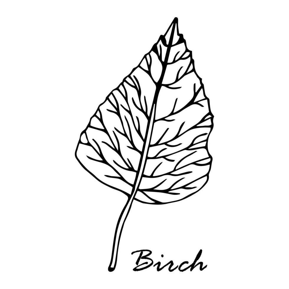 Hand drawn birch branch illustration vector