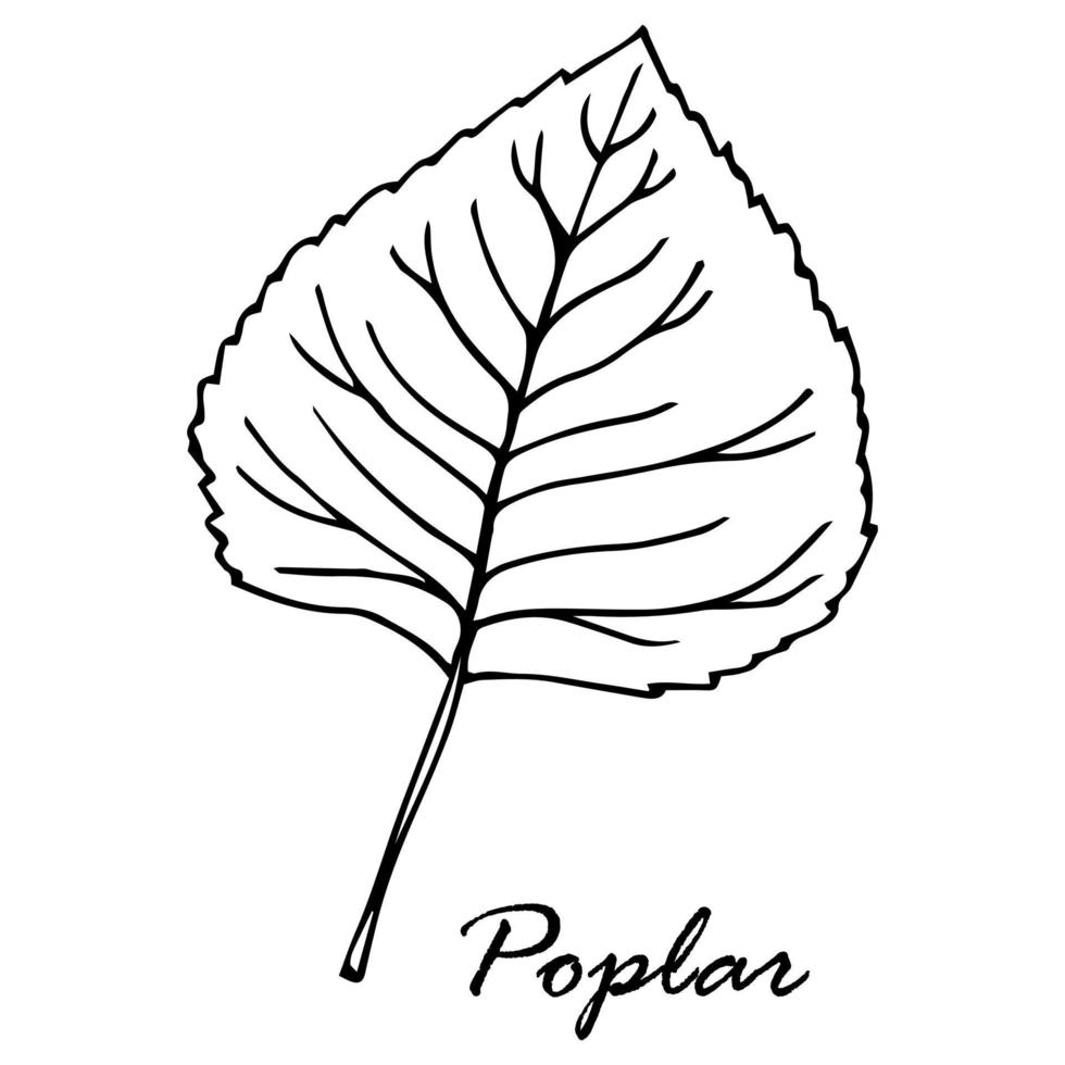 leaf poplar isolated on white background vector