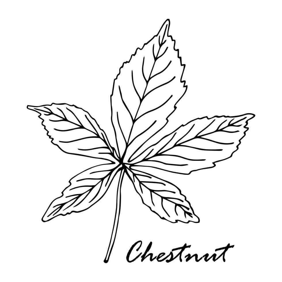 Vector antique engraving drawing illustration of chestnut leaf isolated on white background