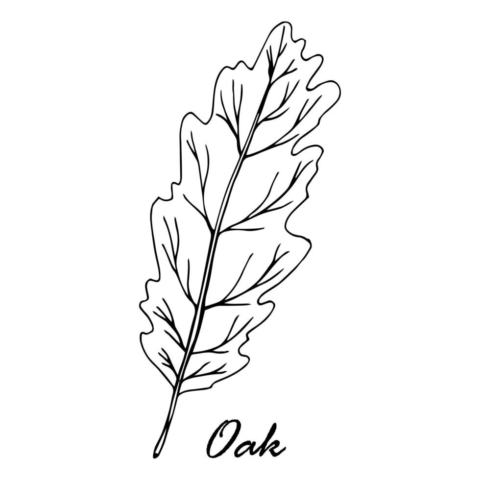 Cute doodle autumn vector oak leaf isolated on white on white background. Hand drawn vector illustration for coloring page and art books for adults and kids.