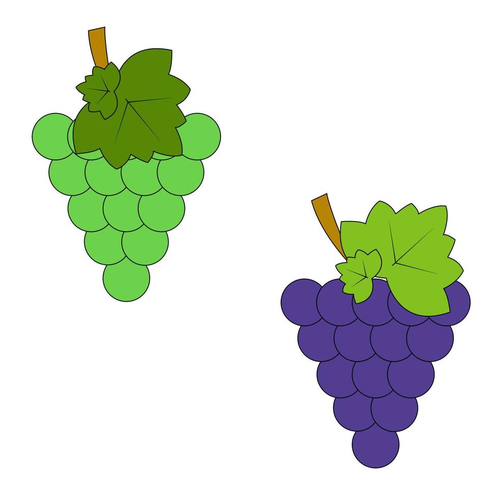 Branches of blue and green grapes. A set of fruits. Flat illustration. vector