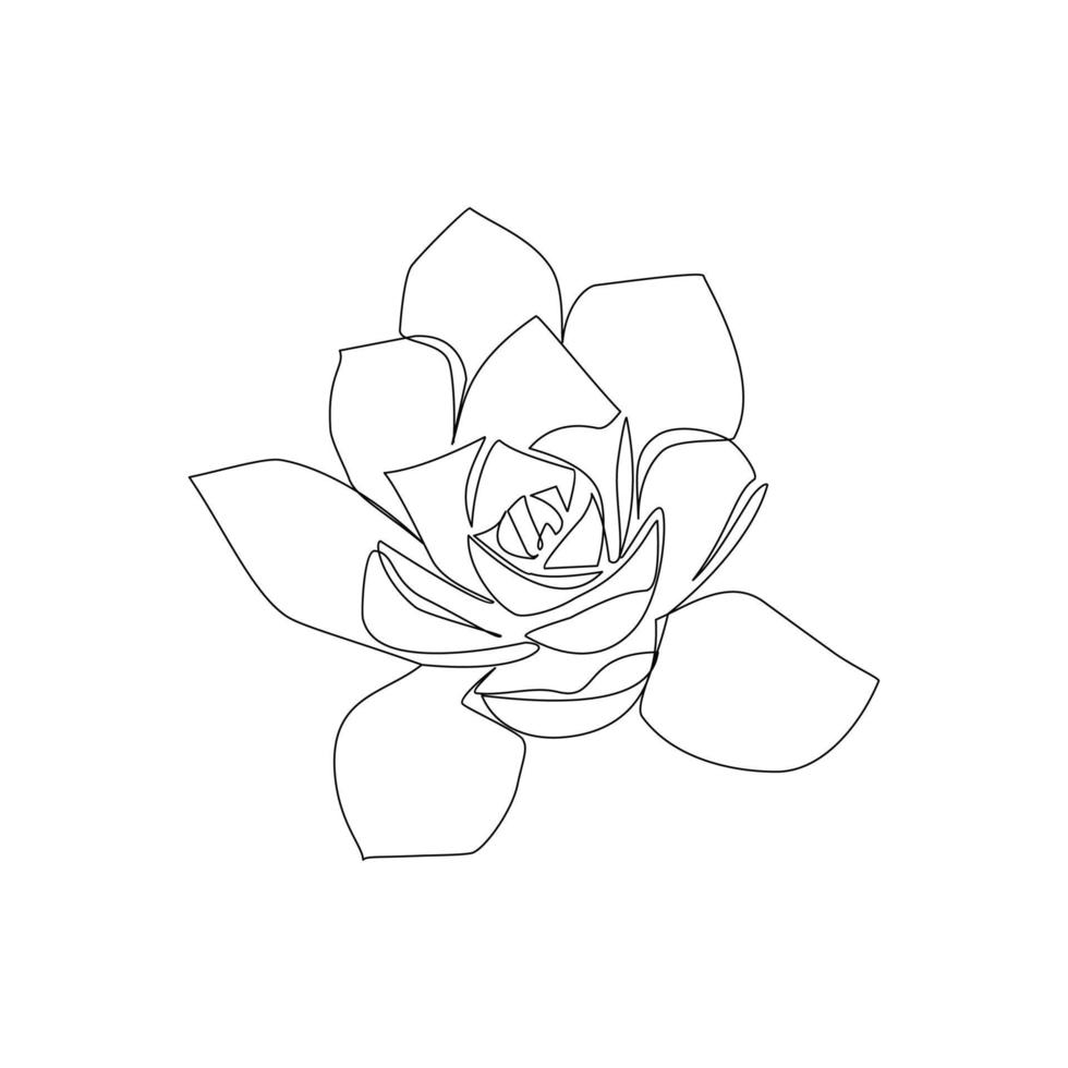 Echveria vector illustration drawn in line art style