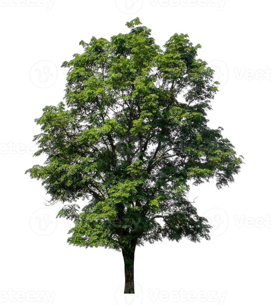 Tree that are isolated on a white background are suitable for both printing and web pages photo