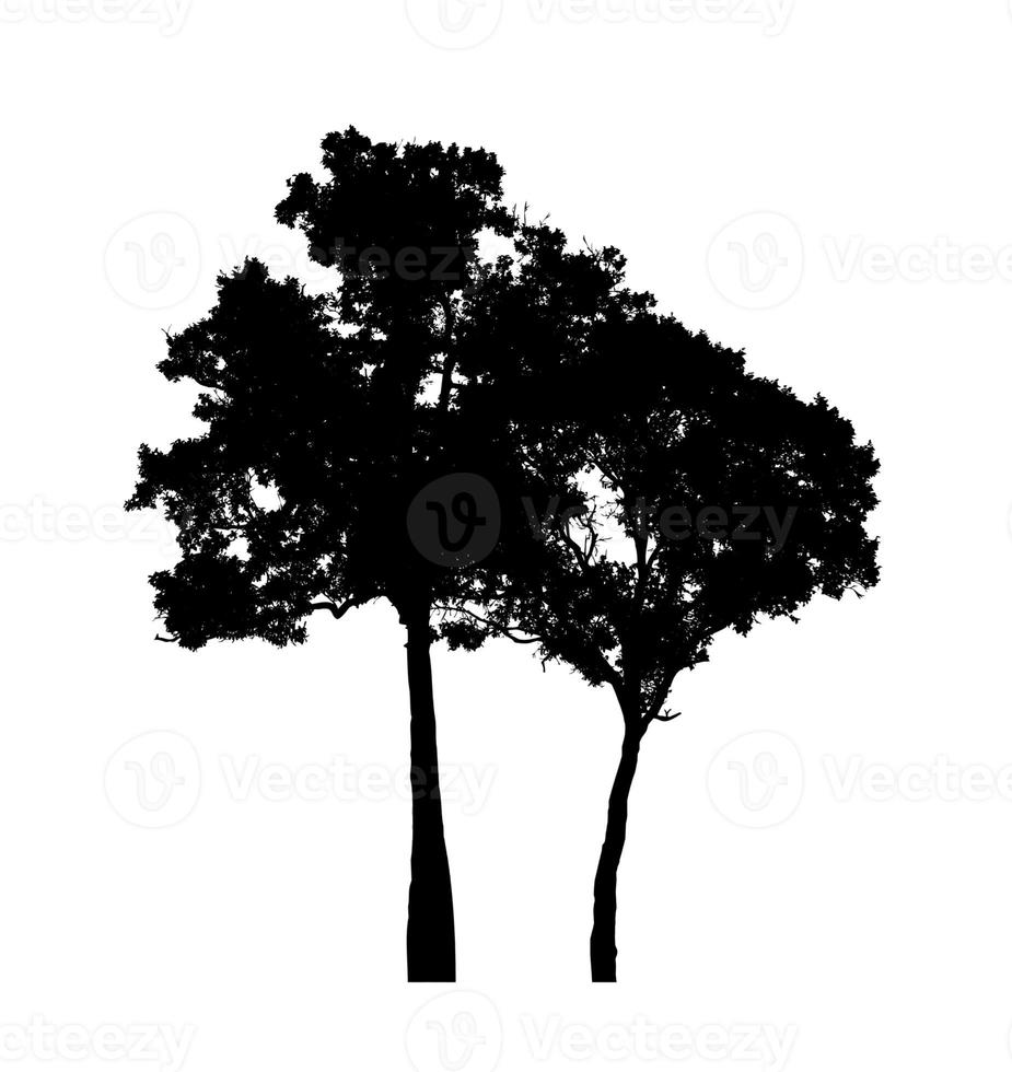 Tree silhouette for brush on white background photo