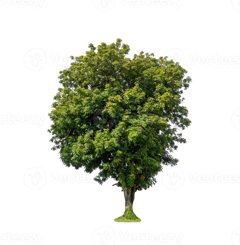 Tree that are isolated on a white background are suitable for both printing and web pages photo