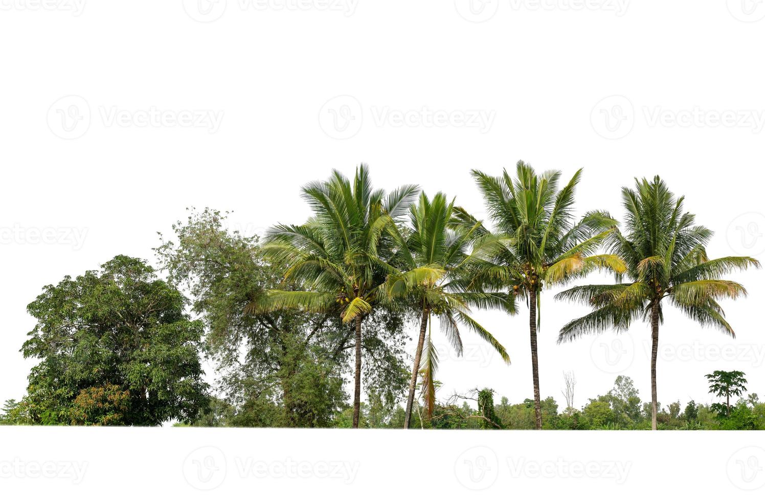 Green Trees isolated on white background.are Forest and foliage in summer for both printing and web pageswith cut path and alpha channel photo