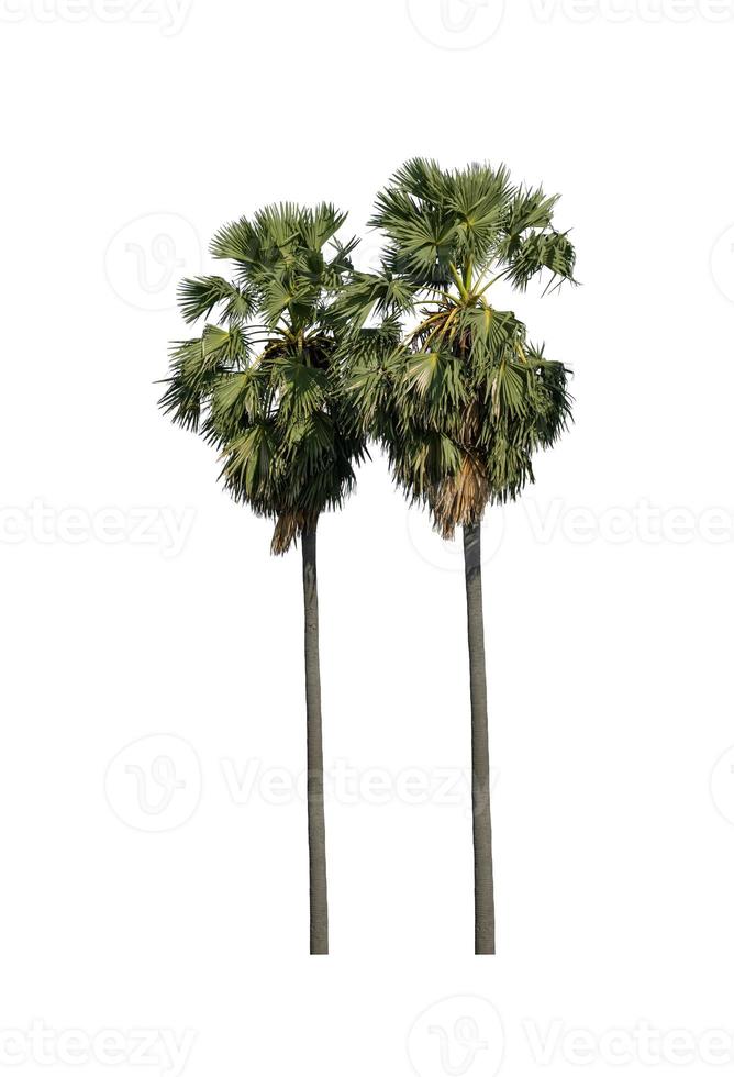 sugar palm that are isolated on a white background are suitable for both printing and web pages photo