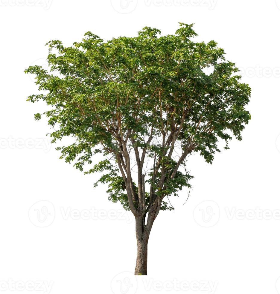 Tree that are isolated on a white background are suitable for both printing and web pages photo