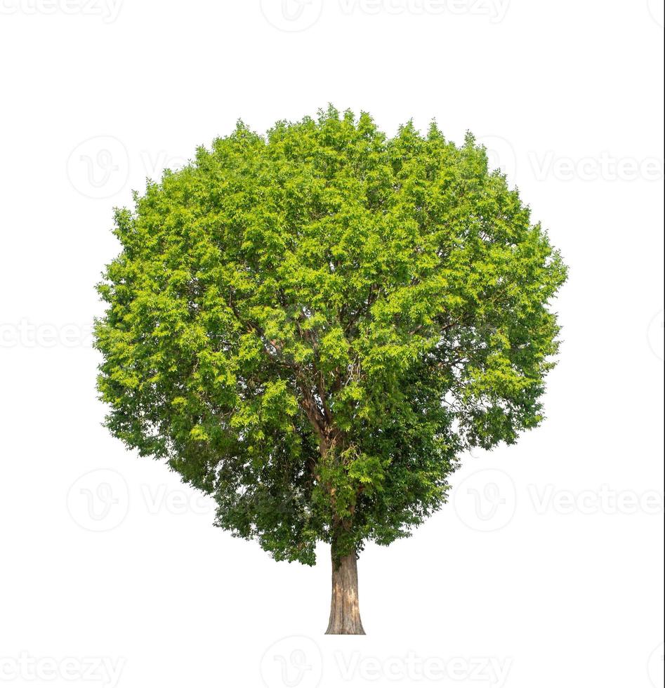 Tree that are isolated on a white background are suitable for both printing and web pages photo