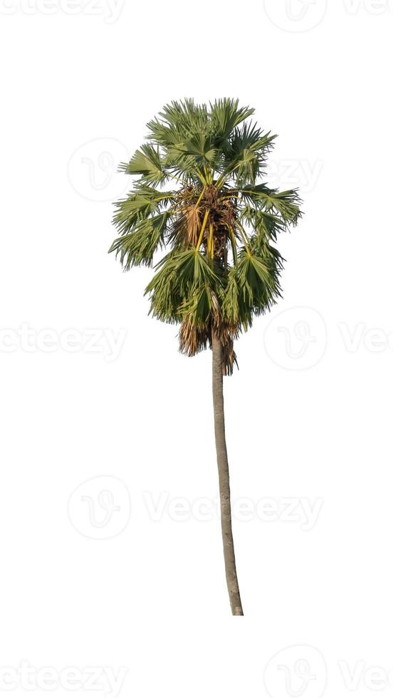 sugar palm that are isolated on a white background are suitable for both printing and web pages photo