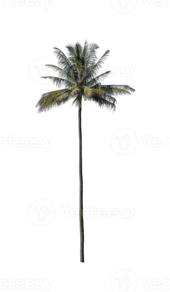 coconut tree isolated on white background with clipping path and alpha channel photo