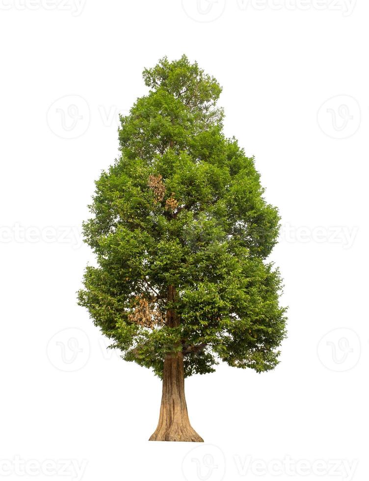 Tree that are isolated on a white background are suitable for both printing and web pages photo