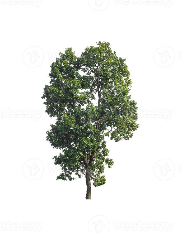 Tree that are isolated on a white background are suitable for both printing and web pages photo