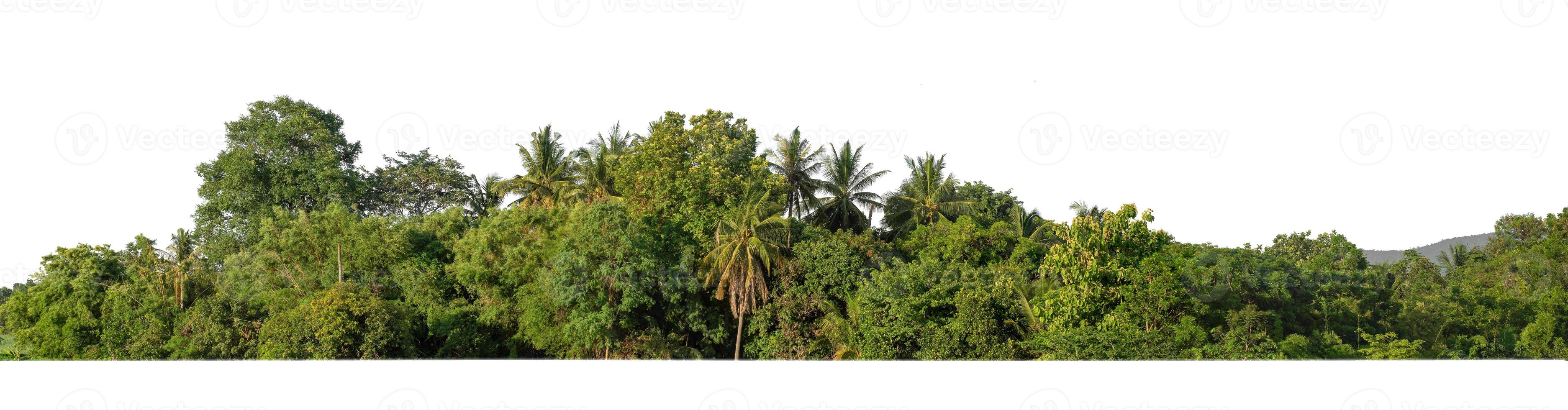 bosque y follaje en verano tanto para impresión como para páginas web aisladas en fondo blanco foto