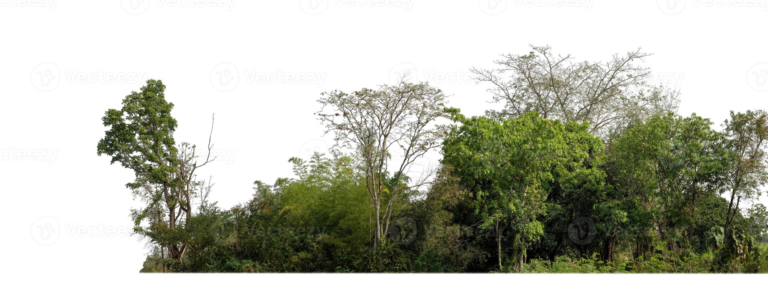 árboles verdes aislados en fondo blanco.son bosques y follaje en verano tanto para impresión como para páginas web con ruta de corte y canal alfa foto