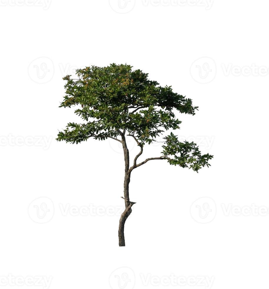 Tree that are isolated on a white background are suitable for both printing and web pages photo