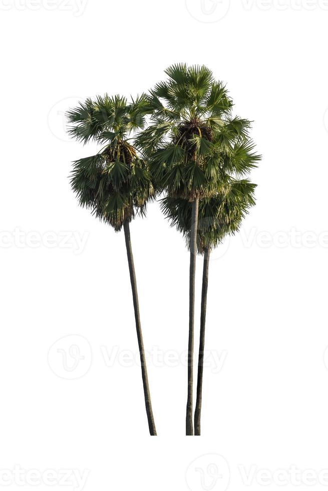 sugar palm that are isolated on a white background are suitable for both printing and web pages photo